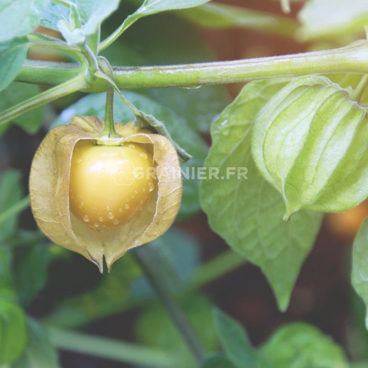 Peruvian lantern, Coqueret du Peru, Physalis Peruviana image